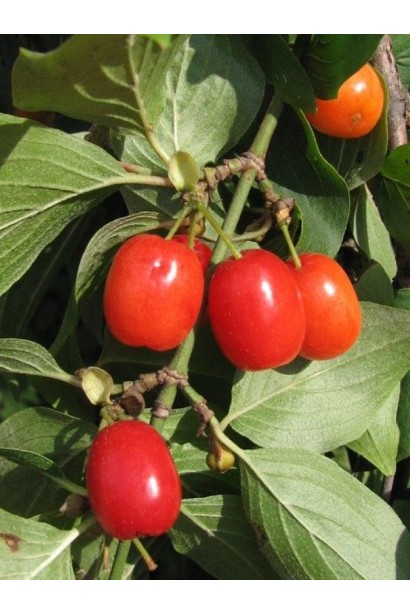 Cornus mas Koralowy pink